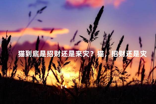 猫到底是招财还是来灾？猫，招财还是灾？解析一场神秘的猫咪命运